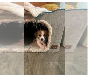 Mutt Dogs for adoption in Ball Ground, GA, USA