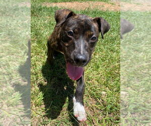American Staffordshire Terrier-Boxer Mix Dogs for adoption in Bryant, AR, USA