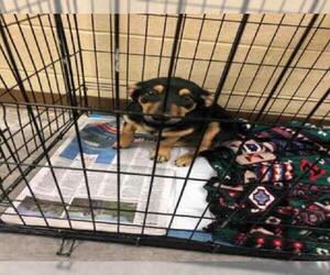 Chiweenie Dogs for adoption in Texas City, TX, USA