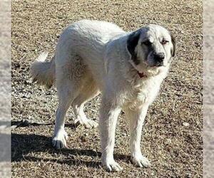 Medium Photo #159 Anatolian Shepherd-Great Pyrenees Mix Puppy For Sale in Whitewright, TX, USA