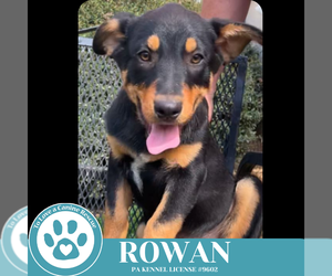 German Shepherd Dog-Unknown Mix Dogs for adoption in Kimberton, PA, USA