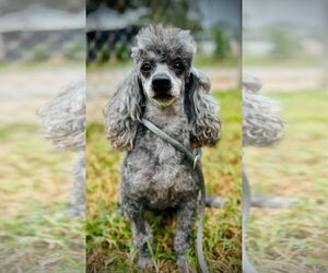 Poodle (Toy) Dogs for adoption in Pacolet, SC, USA