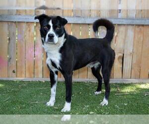 Siberian Husky-Unknown Mix Dogs for adoption in West Valley, UT, USA