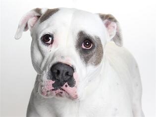 American Pit Bull Terrier-Unknown Mix Dogs for adoption in Burbank, CA, USA