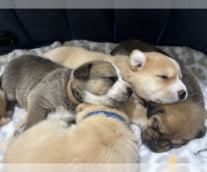 Huskies -Labrador Retriever Mix Dogs for adoption in Pacifica, CA, USA