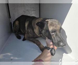 German Shepherd Dog-Unknown Mix Dogs for adoption in Houston, TX, USA