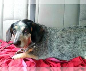 Bagle Hound Dogs for adoption in Candler, NC, USA