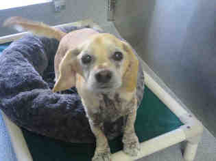 Dachshund Dogs for adoption in Orange, CA, USA
