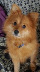 Pomeranian Dogs for adoption in Vacaville, CA, USA