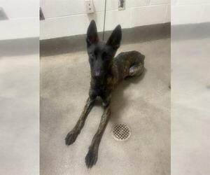 Mutt Dogs for adoption in Forestville, MD, USA