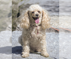 Poodle (Toy) Dogs for adoption in Bowmanville, Ontario, Canada