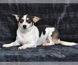Parson Russell Terrier-Unknown Mix Dogs for adoption in Oroville, CA, USA