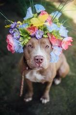 American Pit Bull Terrier Dogs for adoption in Fresno, CA, USA