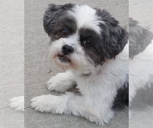 Lhasa Apso Dogs for adoption in Lee's Summit, MO, USA