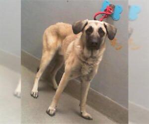 German Shepherd Dog-Unknown Mix Dogs for adoption in Las Vegas, NV, USA