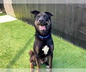 German Shepherd Dog-Unknown Mix Dogs for adoption in Orange, CA, USA