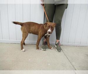 Labrador Retriever-Unknown Mix Dogs for adoption in Louisville, KY, USA