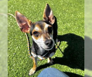 Chihuahua Dogs for adoption in Salinas, CA, USA