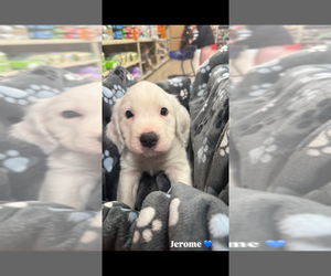 Mutt Dogs for adoption in Wenonah, NJ, USA