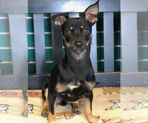 Chihuahua-Unknown Mix Dogs for adoption in Amarillo, TX, USA