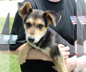 Siberian Husky-Unknown Mix Dogs for adoption in Prattville, AL, USA