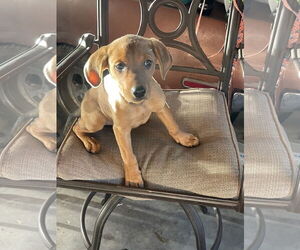 Labrottie Dogs for adoption in Kannapolis, NC, USA