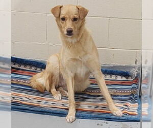 Siberian Husky-Unknown Mix Dogs for adoption in Anchorage, AK, USA