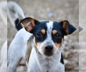 Rat Terrier-Unknown Mix Dogs for adoption in Atlanta, GA, USA