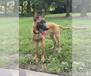 Mutt Dogs for adoption in Imlay City, MI, USA