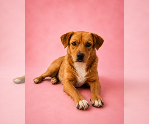 Boxer-Unknown Mix Dogs for adoption in Las Vegas, NM, USA