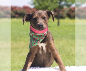 Catahoula Leopard Dog Dogs for adoption in Carrollton, TX, USA