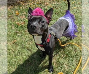 Boston Terrier-Unknown Mix Dogs for adoption in Richmond, IN, USA