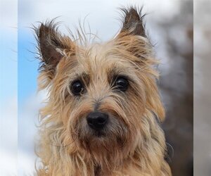Cairn Terrier Dogs for adoption in Huntley, IL, USA