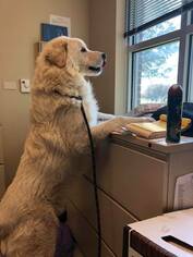 Great Pyrenees Dogs for adoption in Dallas, TX, USA