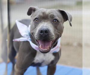 American Staffordshire Terrier-Unknown Mix Dogs for adoption in San Antonio, TX, USA