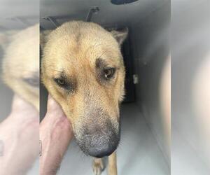 German Shepherd Dog Dogs for adoption in Houston, TX, USA