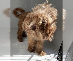 Poodle (Standard)-Unknown Mix Dogs for adoption in Houston, TX, USA
