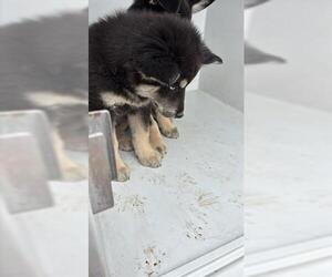 Siberian Husky Dogs for adoption in Houston, TX, USA