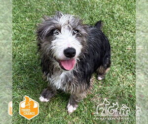 Mutt Dogs for adoption in Irvine, CA, USA