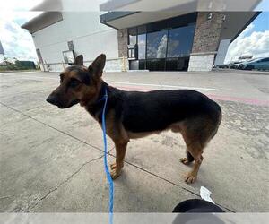 German Shepherd Dog Dogs for adoption in Houston, TX, USA