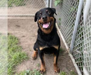 Rottweiler-Unknown Mix Dogs for adoption in Modesto, CA, USA