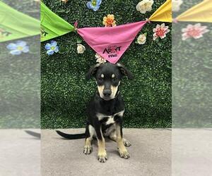 Miniature Pinscher-Unknown Mix Dogs for adoption in Grasswood, Saskatchewan, Canada
