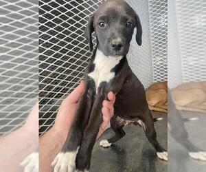 Chihuahua Dogs for adoption in Bakersfield, CA, USA