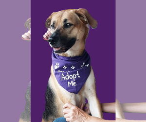 German Shepherd Dog-Unknown Mix Dogs for adoption in Rootstown, OH, USA