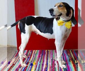 Treeing Walker Coonhound Dogs for adoption in Austin, TX, USA