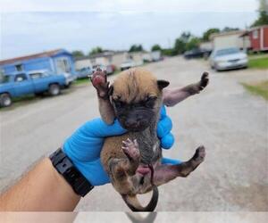 Huskies -Unknown Mix Dogs for adoption in Houston, TX, USA
