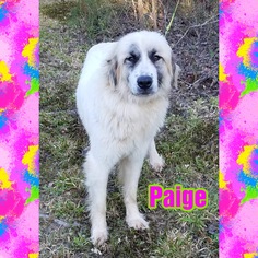 Great Pyrenees Dogs for adoption in Social Circle, GA, USA