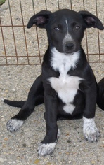 Medium Photo #1 Border Collie-Unknown Mix Puppy For Sale in Slidell, LA, USA
