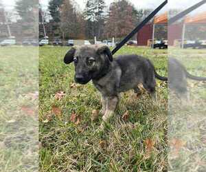 Mutt Dogs for adoption in Candler, NC, USA