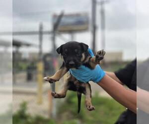 Mutt Dogs for adoption in San Antonio, TX, USA